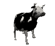 animated GIF, cow hopping back and forth from side to side